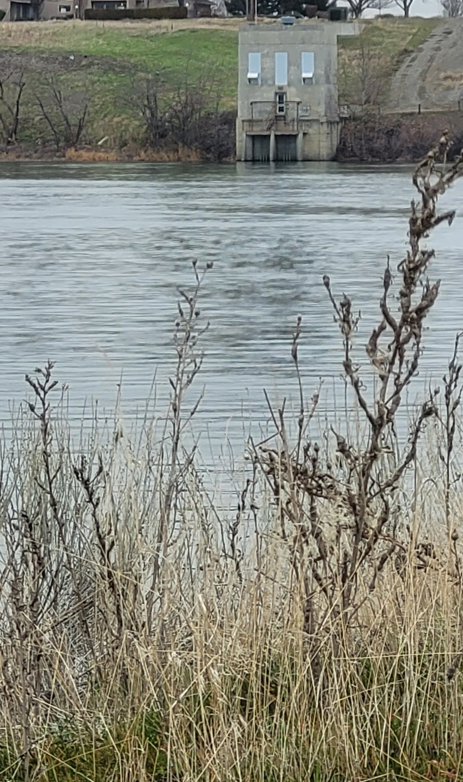 Flora – Save Our Shoreline